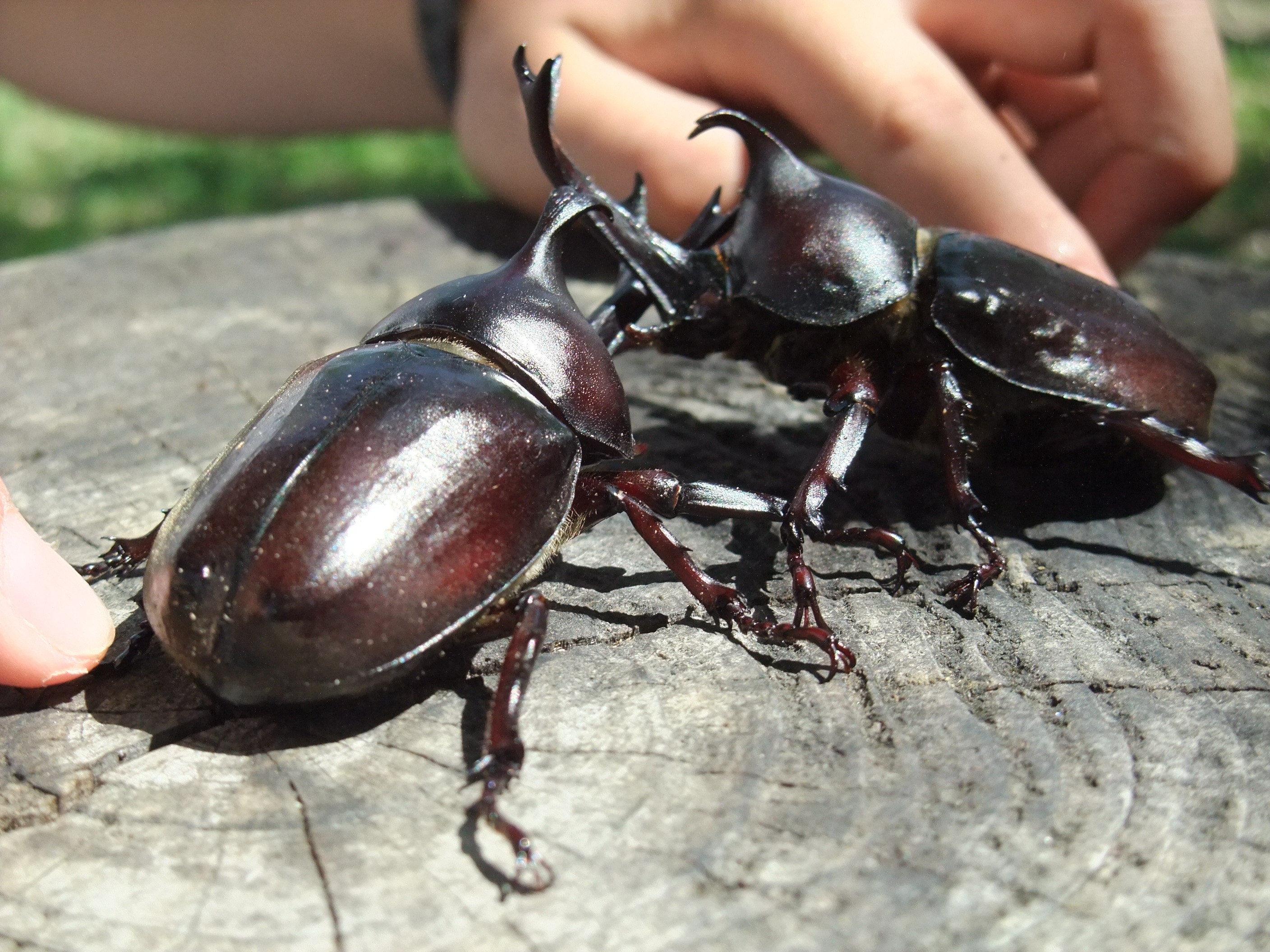 カブトムシふれあい童夢